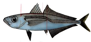 Trachurus mediterraneus_claves_02